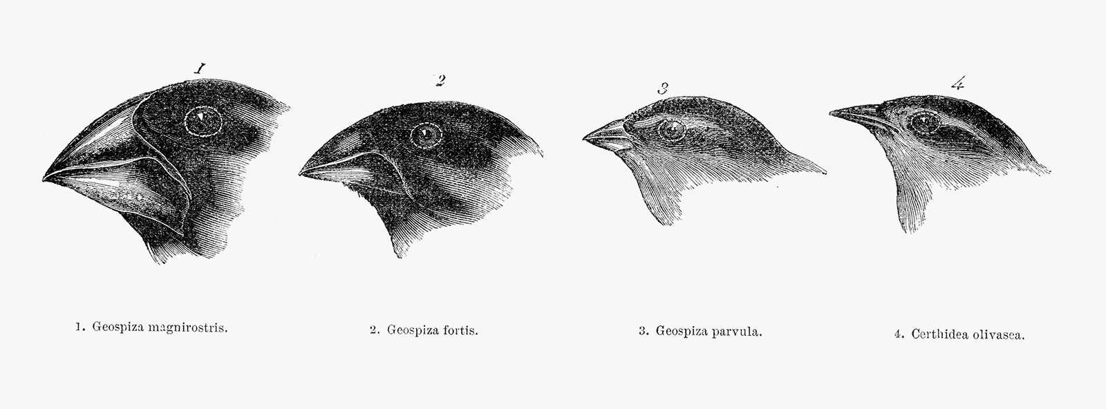 Как изменится численность зябликов и ястребов. Дарвин вьюрки Галапагосские острова. Галапагосские вьюрки клювы. Вьюрки Дарвина. Клювы Вьюрков Дарвина.